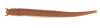 Fat Hollow Sandworm