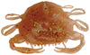 Peeler Crab